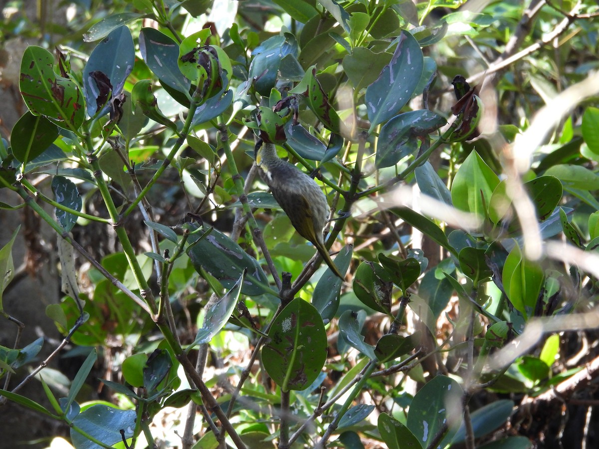 Mangrove Honeyeater - ML638394215