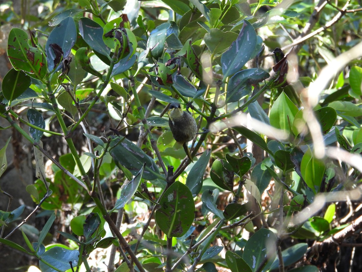 Mangrove Honeyeater - ML638394217