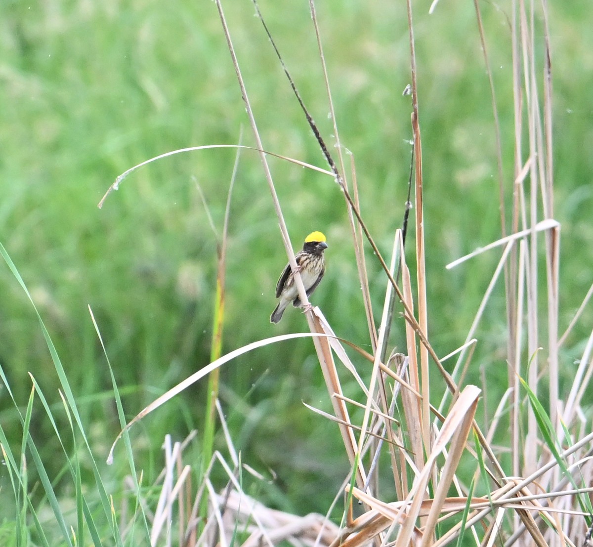 Streaked Weaver - ML638394218