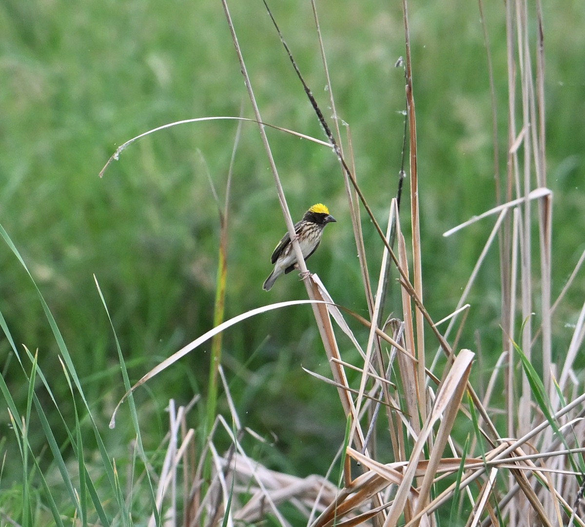 Streaked Weaver - ML638394219