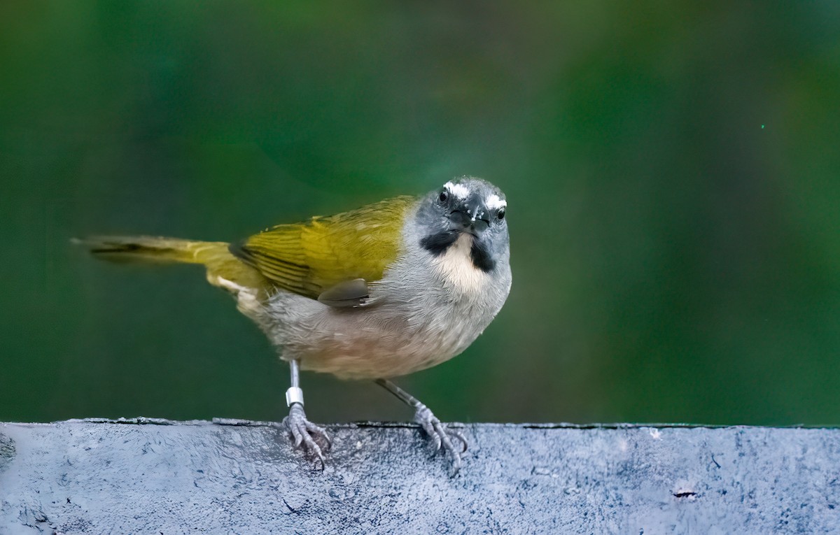 Buff-throated Saltator - ML638394227