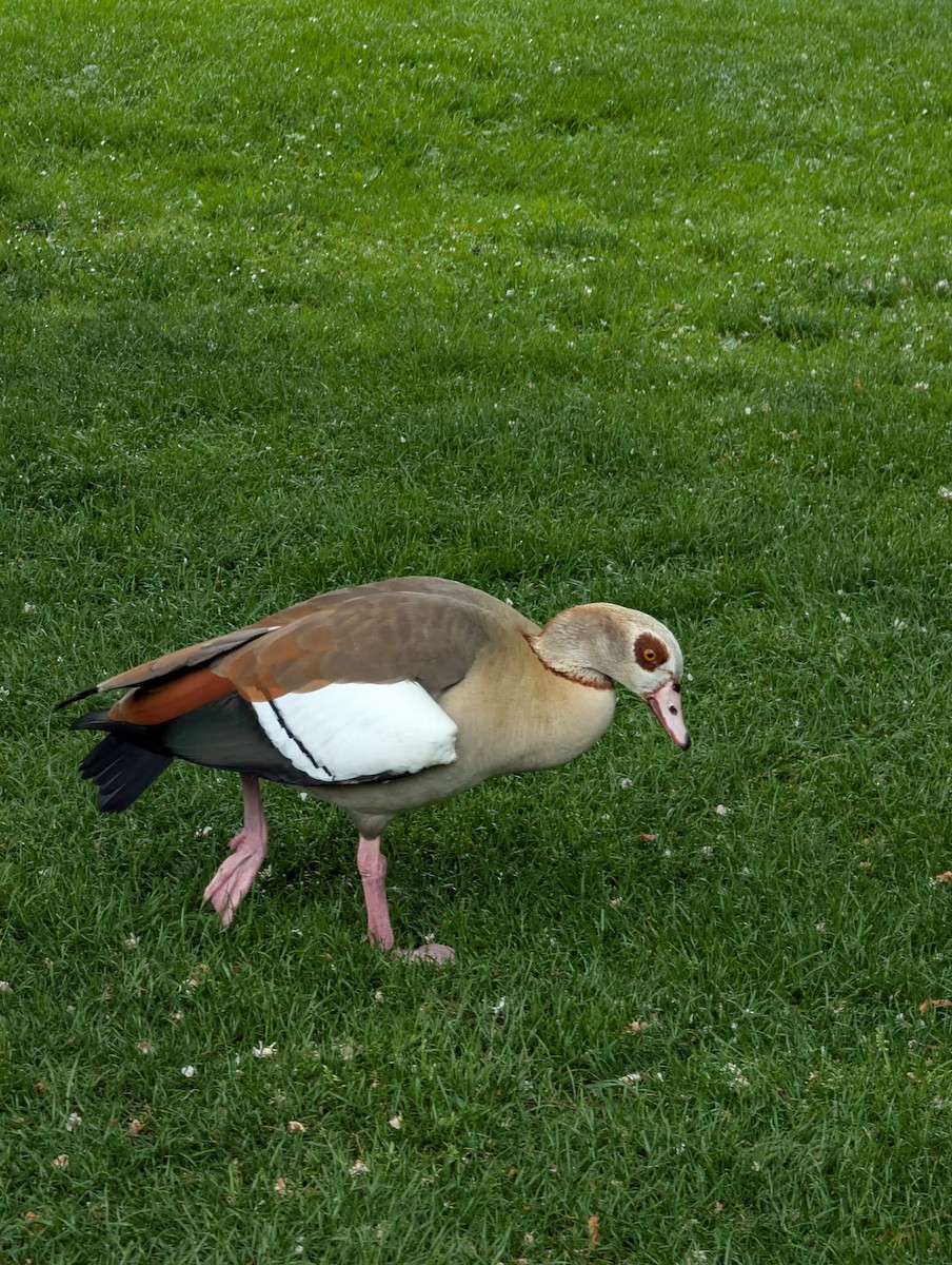 Egyptian Goose - ML638394236