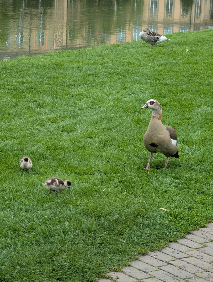 Egyptian Goose - ML638394237