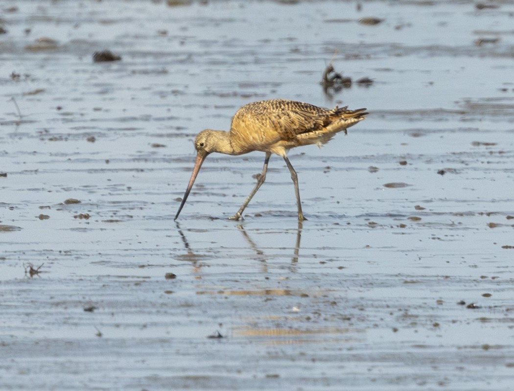 Marbled Godwit - ML638394240