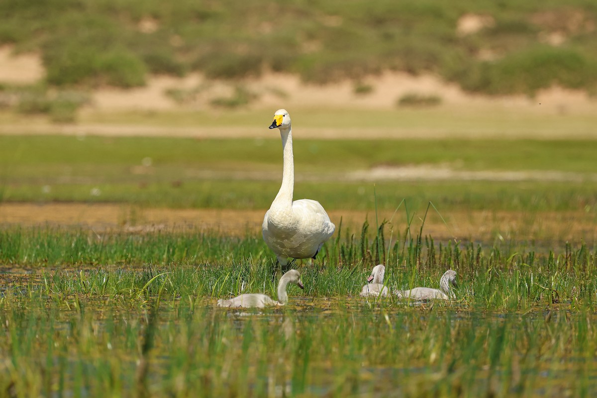 Whooper Swan - ML638394246