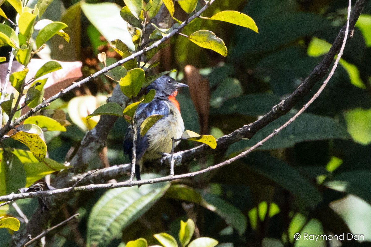 Black-sided Flowerpecker - ML638394280