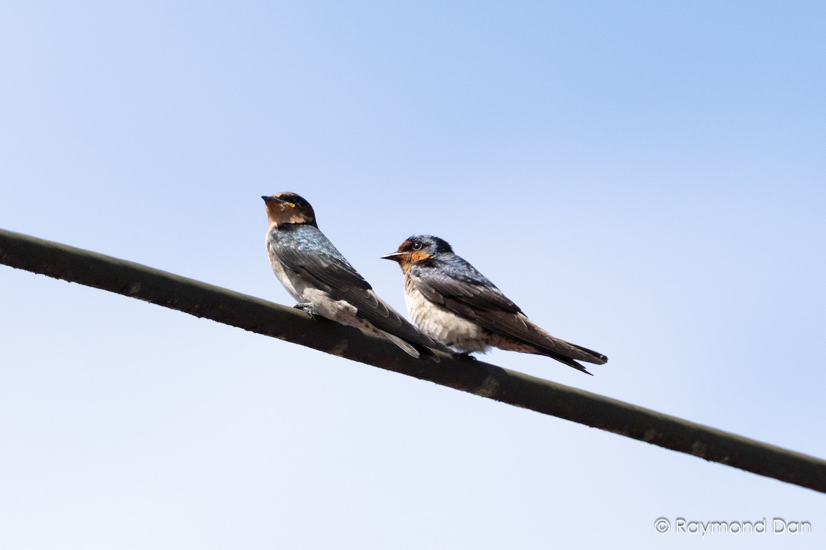 Pacific Swallow - ML638394307