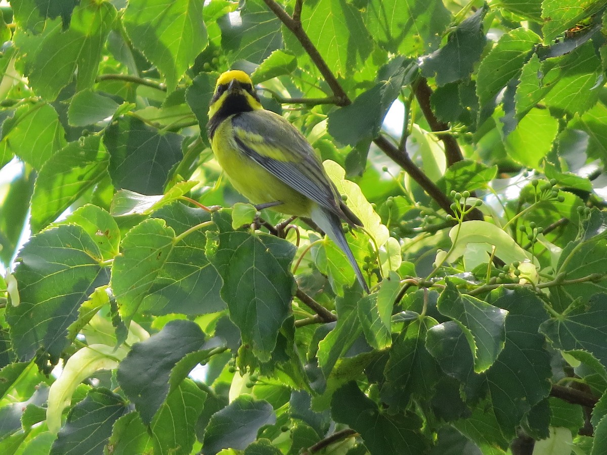 Lawrence's Warbler (hybrid) - David and Regan Goodyear