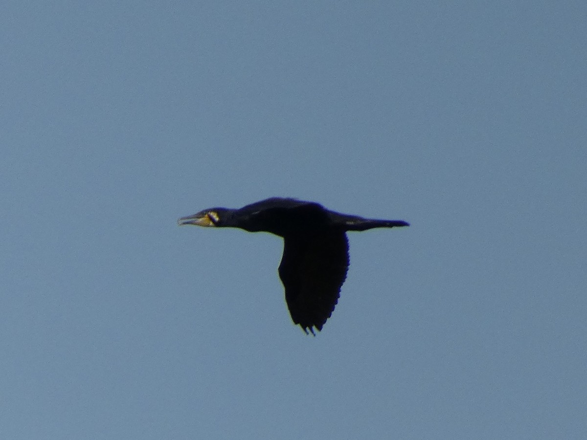 Great Cormorant - ML638394312