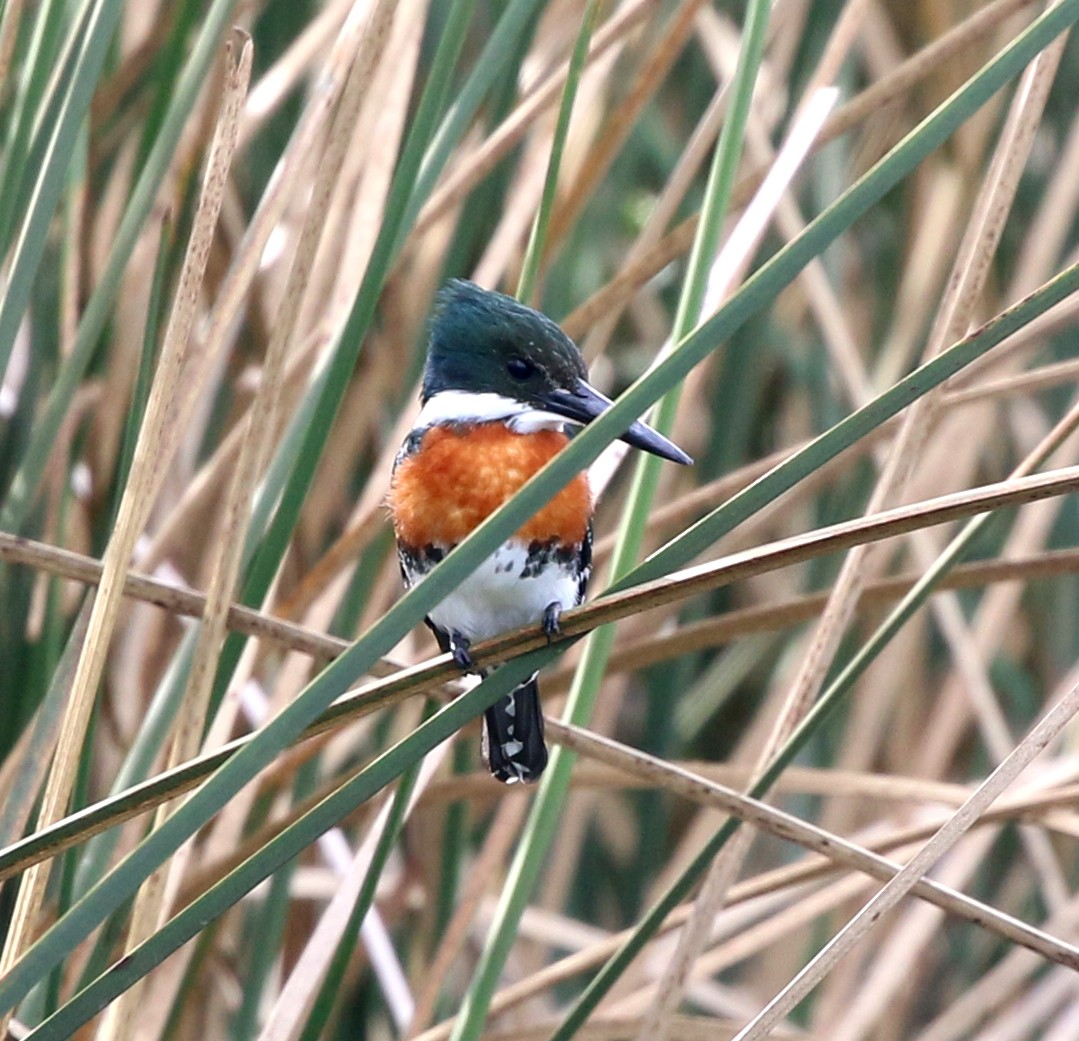 Green Kingfisher - ML638394315