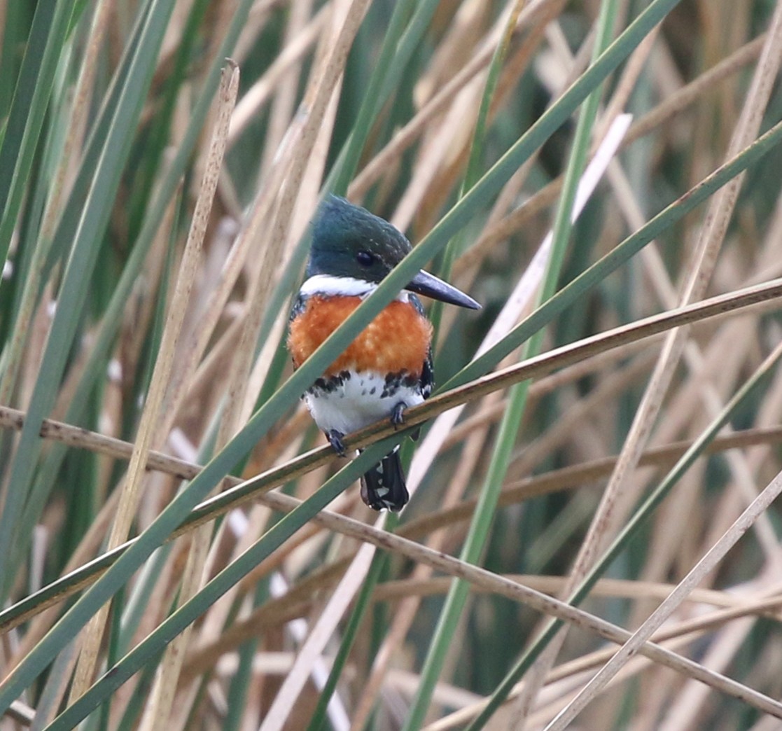 Green Kingfisher - ML638394316