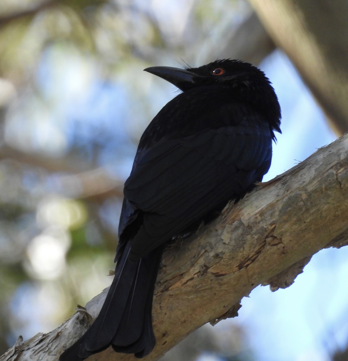 Spangled Drongo - ML638394395