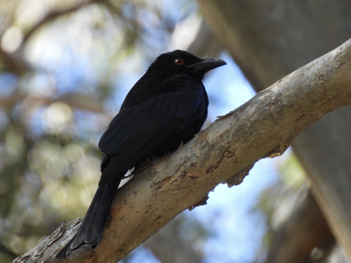 Spangled Drongo - ML638394396