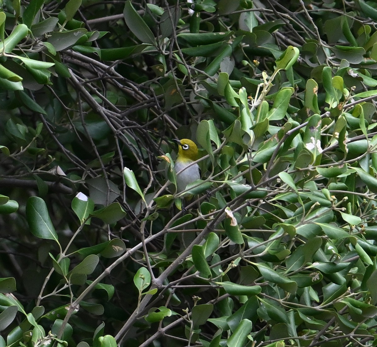 Swinhoe's White-eye - ML638394402