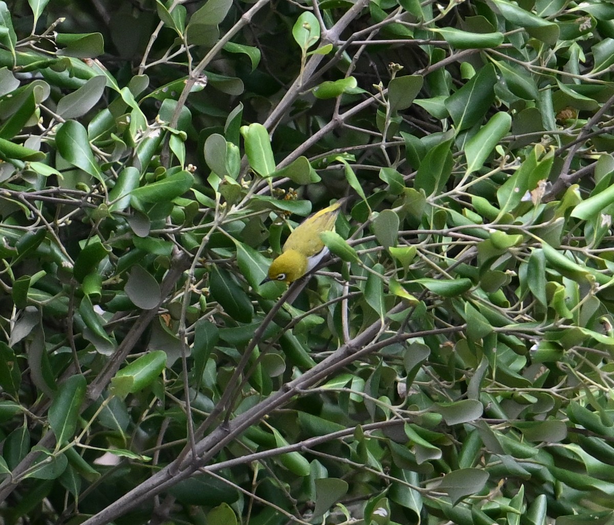 Swinhoe's White-eye - ML638394403