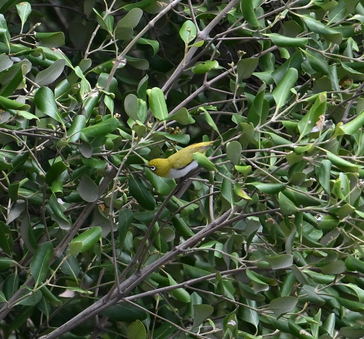 Swinhoe's White-eye - ML638394405