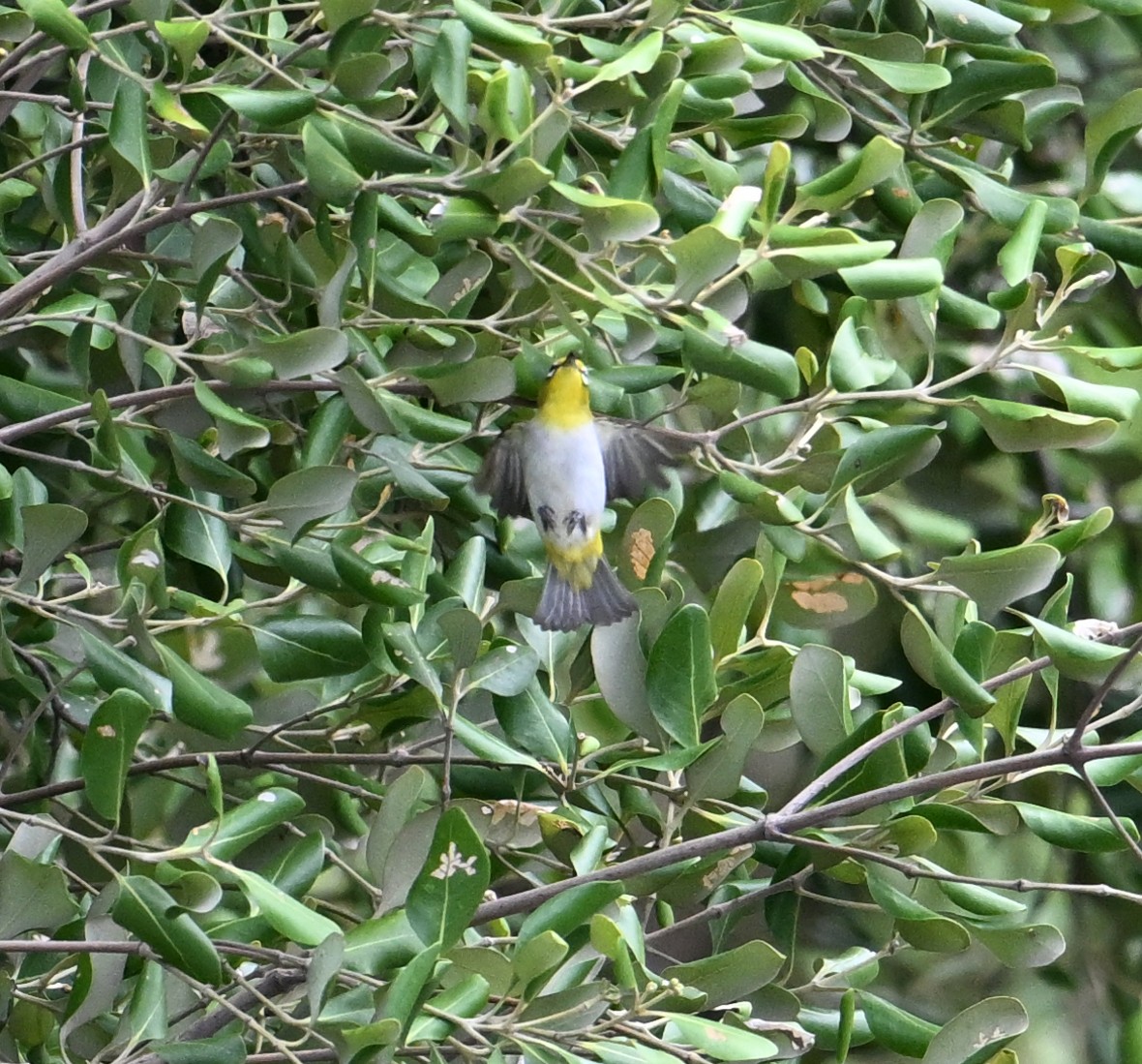 Swinhoe's White-eye - ML638394406