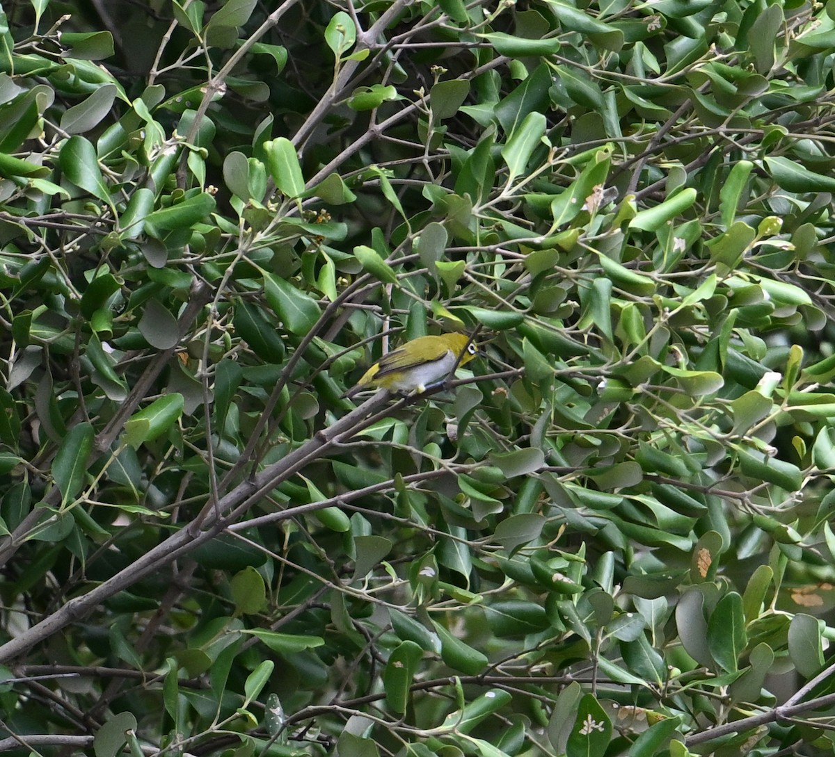 Swinhoe's White-eye - ML638394407