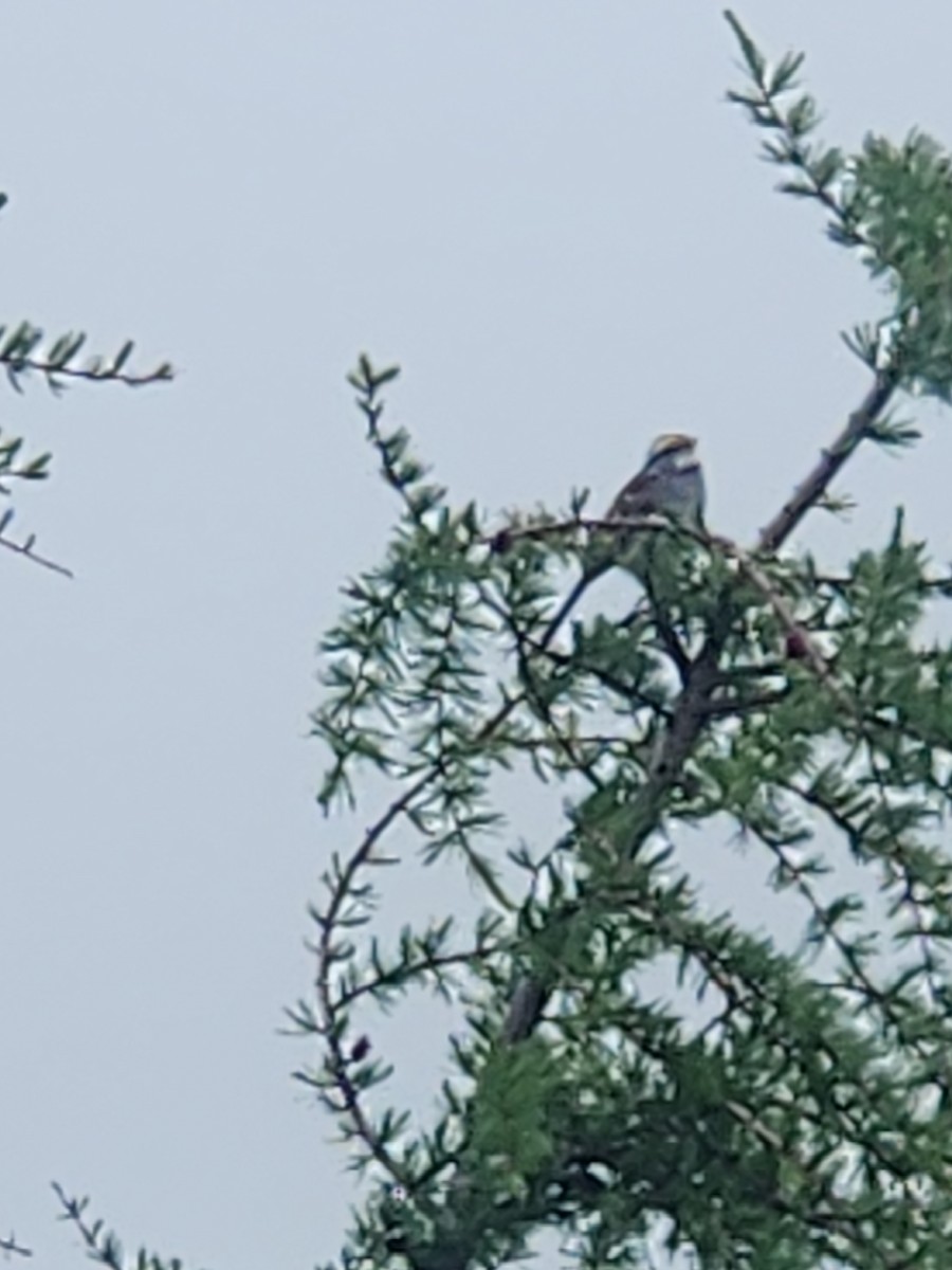 White-throated Sparrow - ML638394413