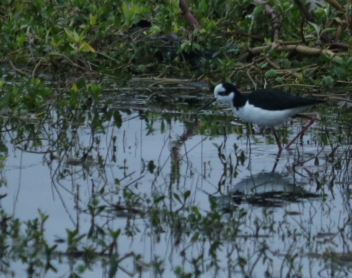 Black-necked Stilt - ML638394414