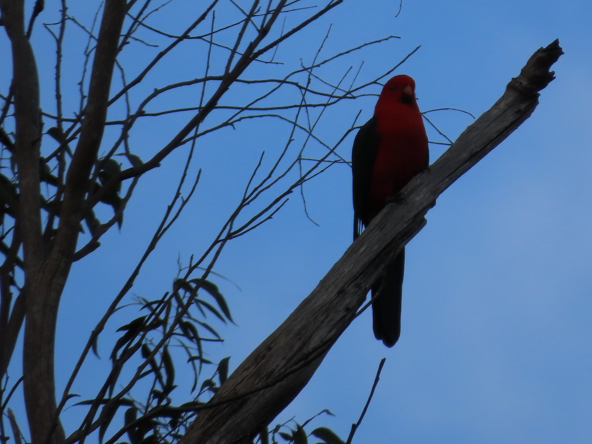Australian King-Parrot - ML638394426