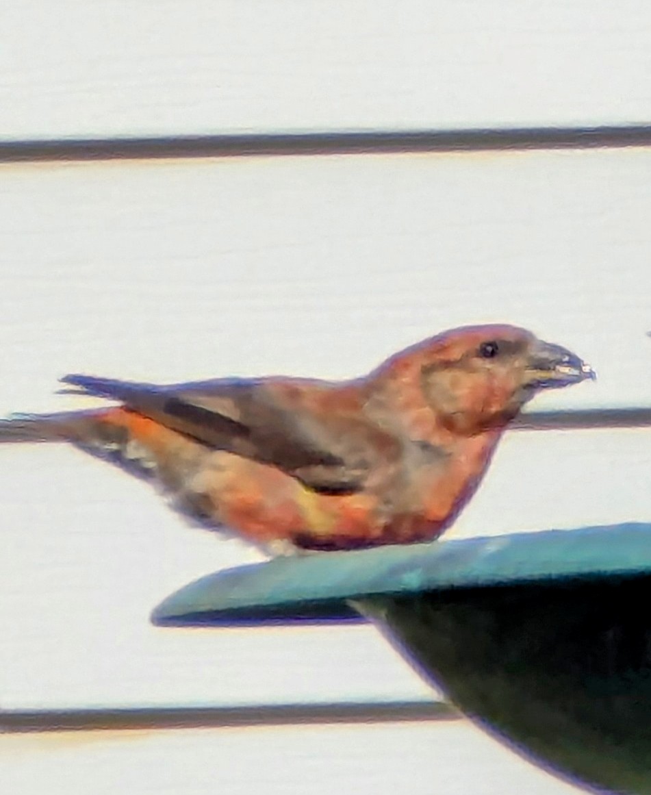 Red Crossbill - ML638394432