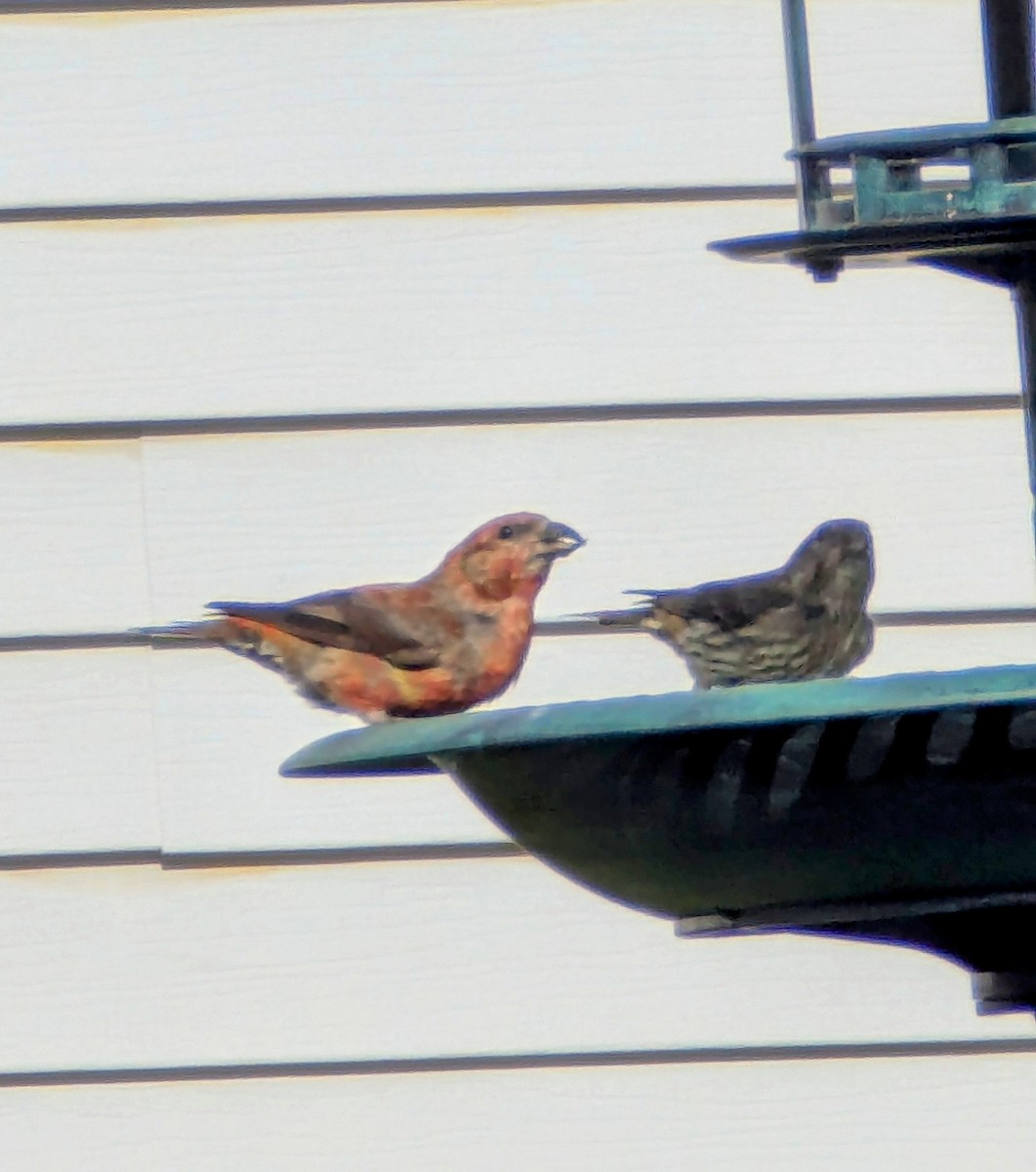 Red Crossbill - ML638394433