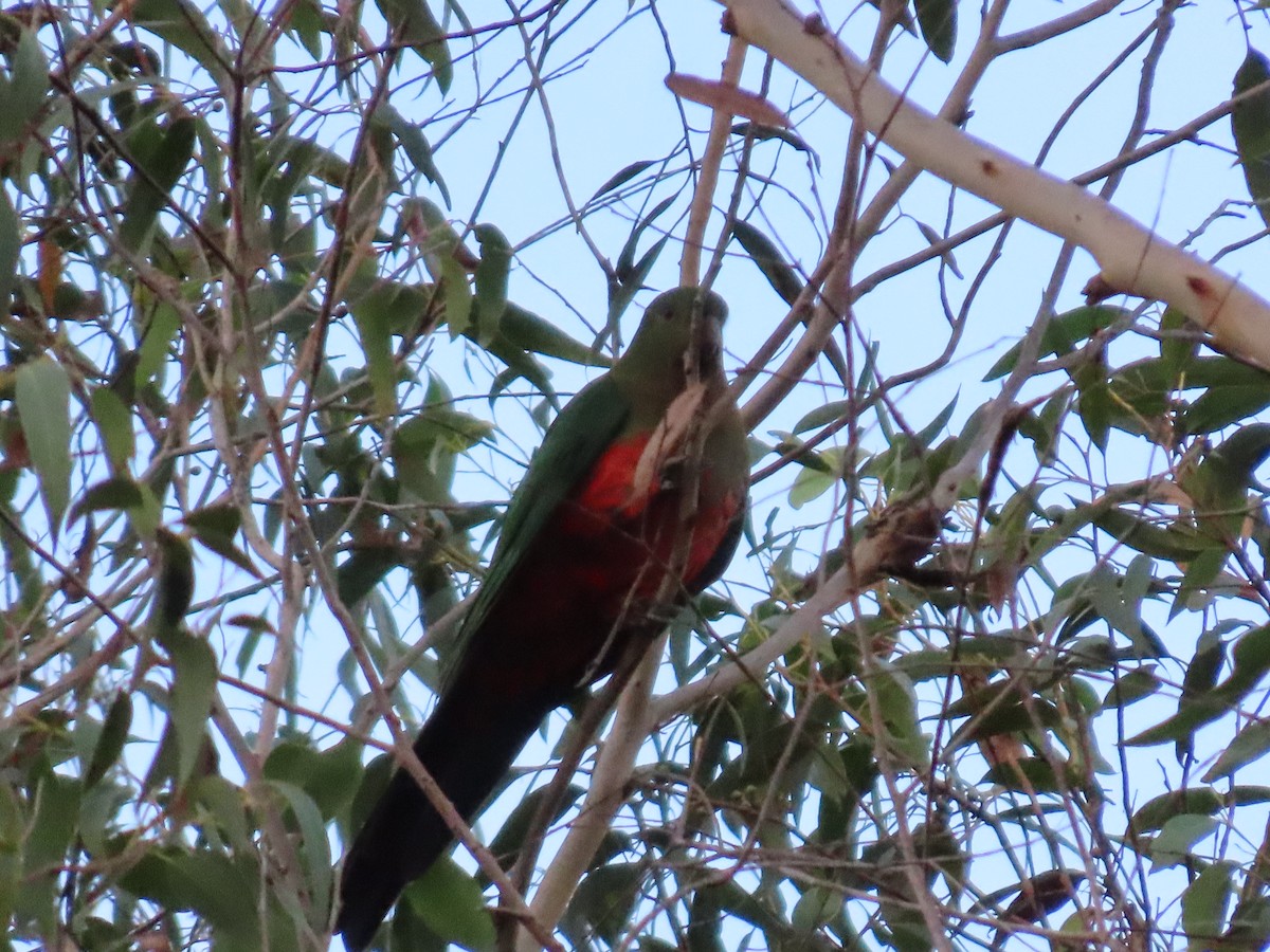 Australian King-Parrot - ML638394436