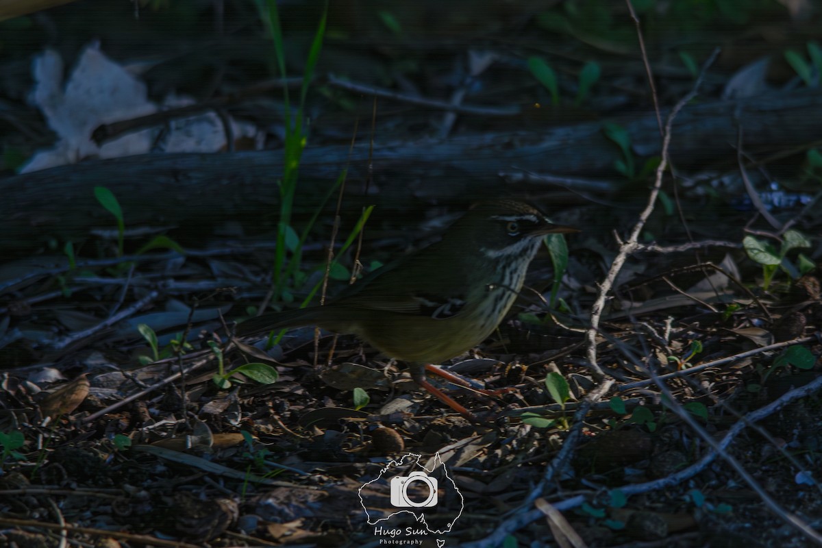 Spotted Scrubwren - ML638394442