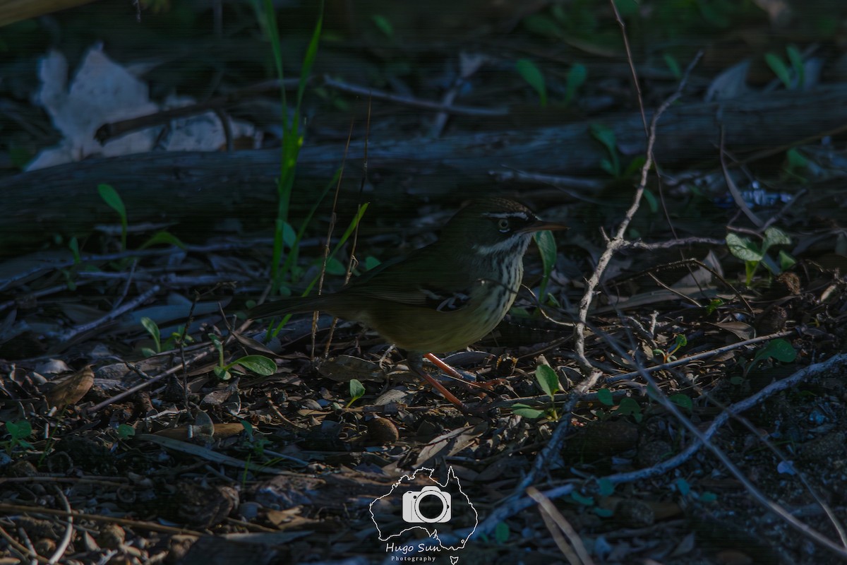 Spotted Scrubwren - ML638394443