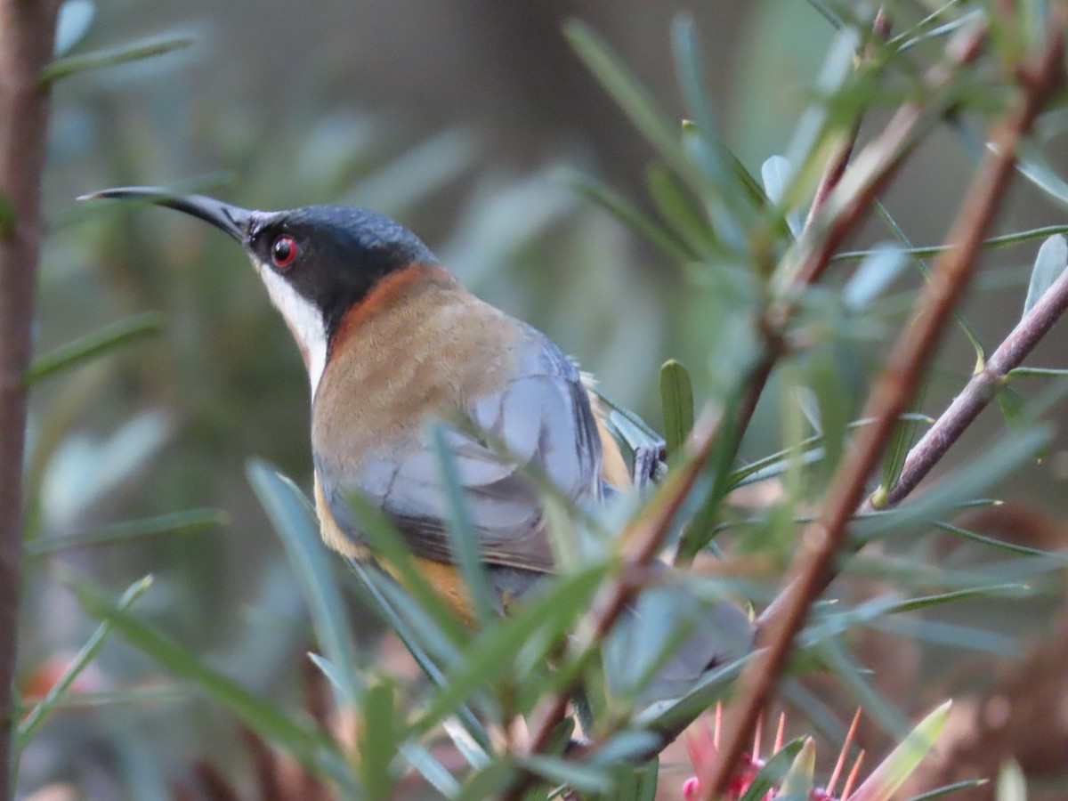 Eastern Spinebill - ML638394483