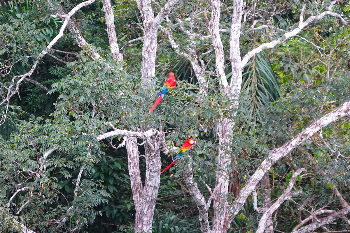 Scarlet Macaw - ML638394487