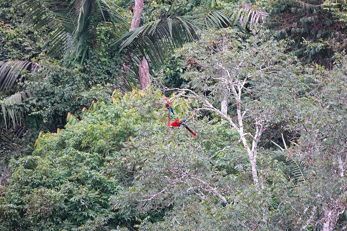 Scarlet Macaw - ML638394495