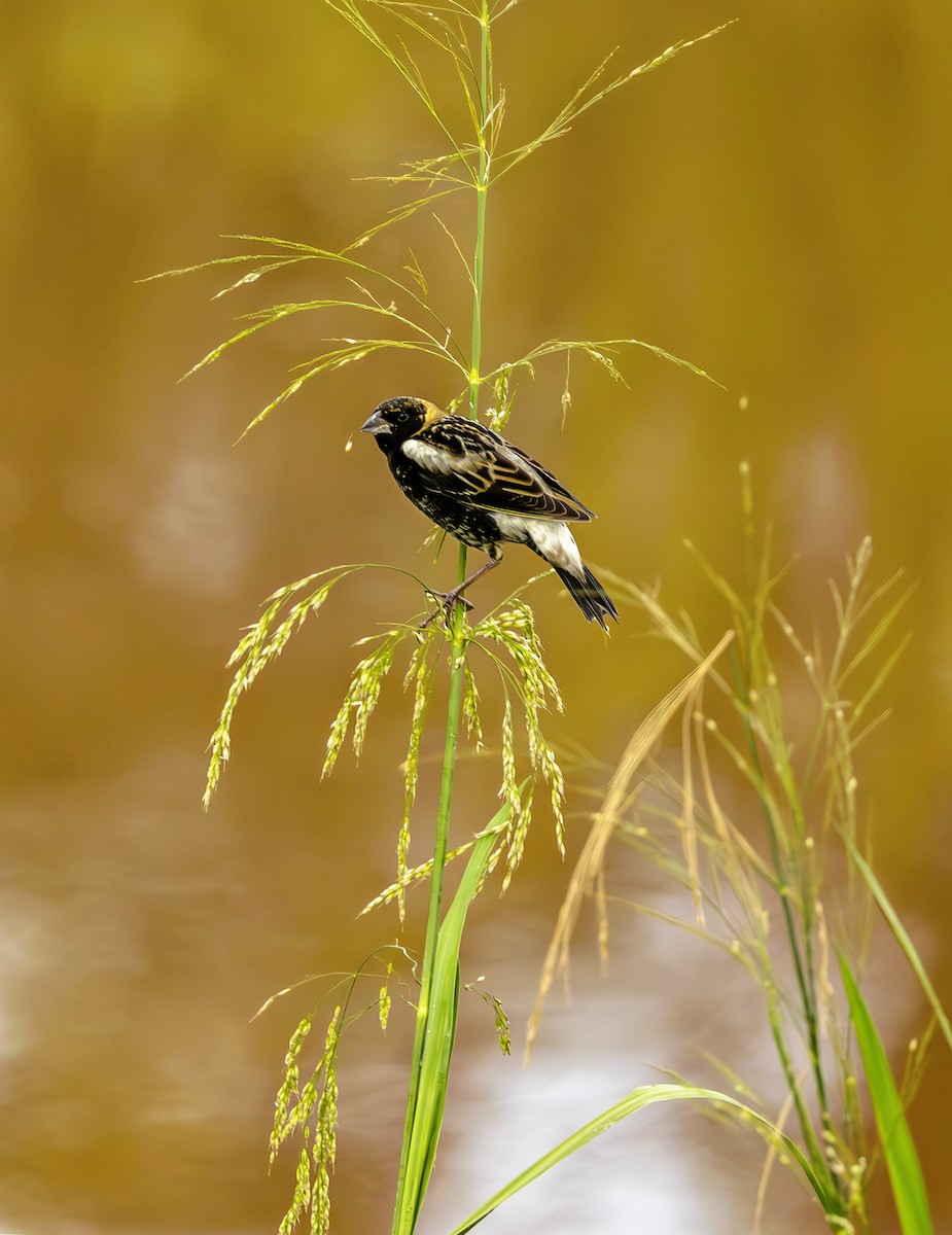 Bobolink - ML638394522