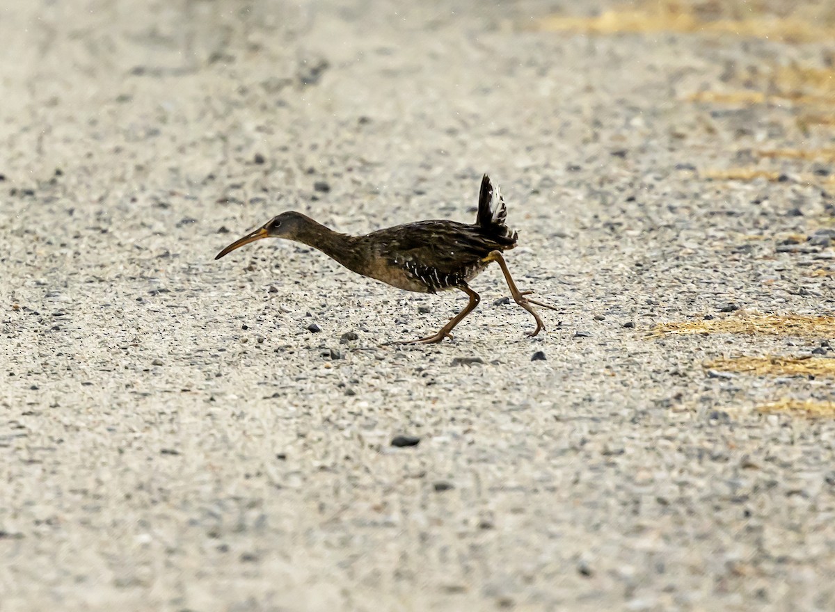 Clapper Rail - ML638394533