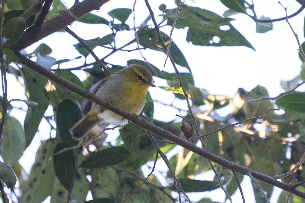 Yellow-throated Woodland-Warbler - ML638394538