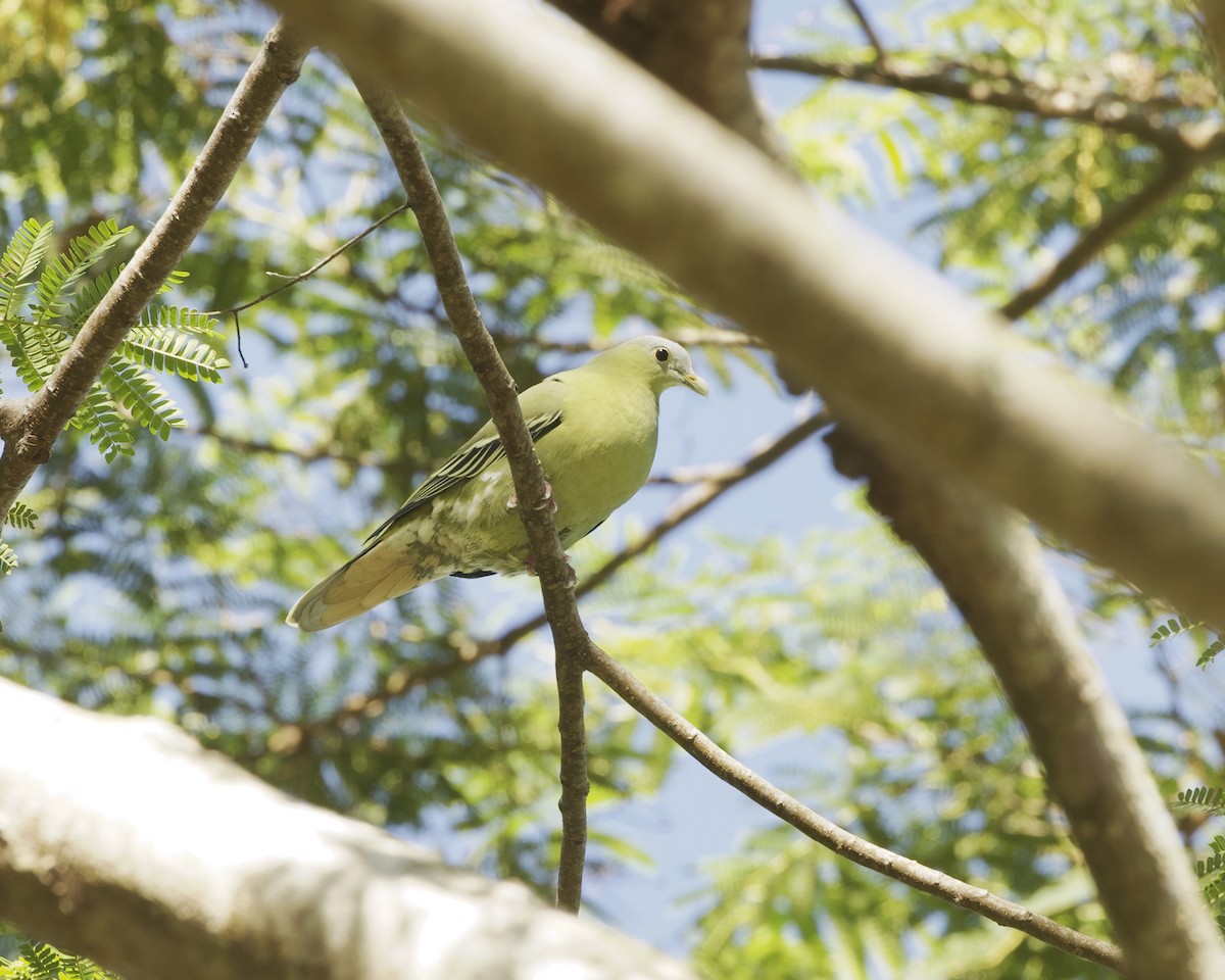 Flores Green-Pigeon - ML638394550