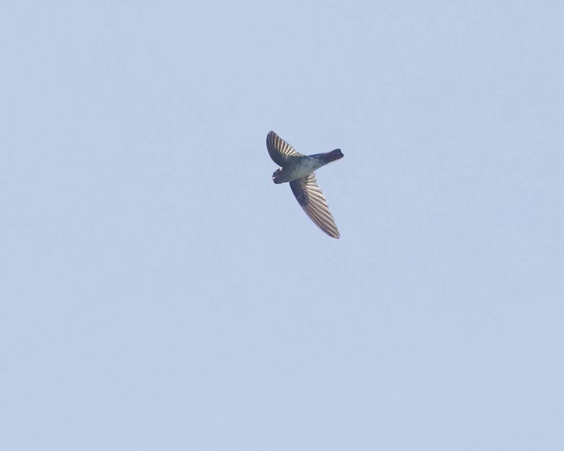 salangana sumbawanská - ML638394562
