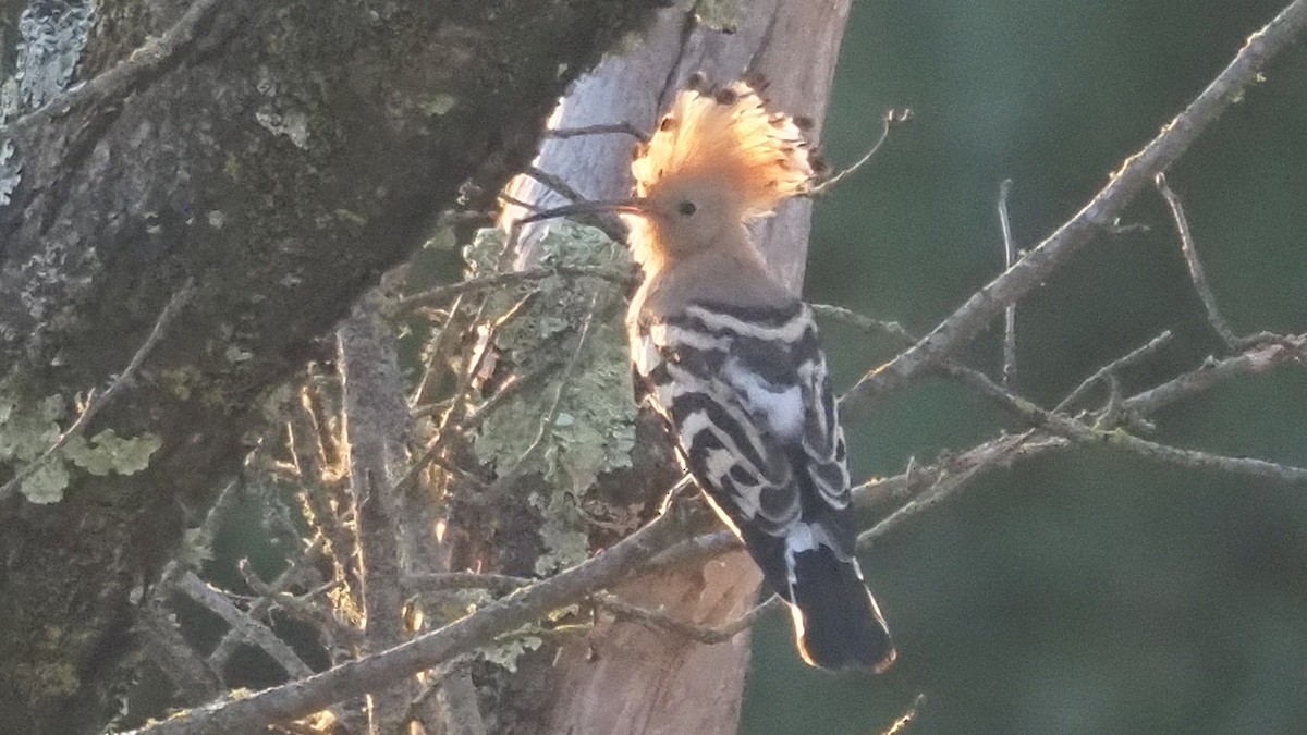 Eurasian Hoopoe - ML638394572