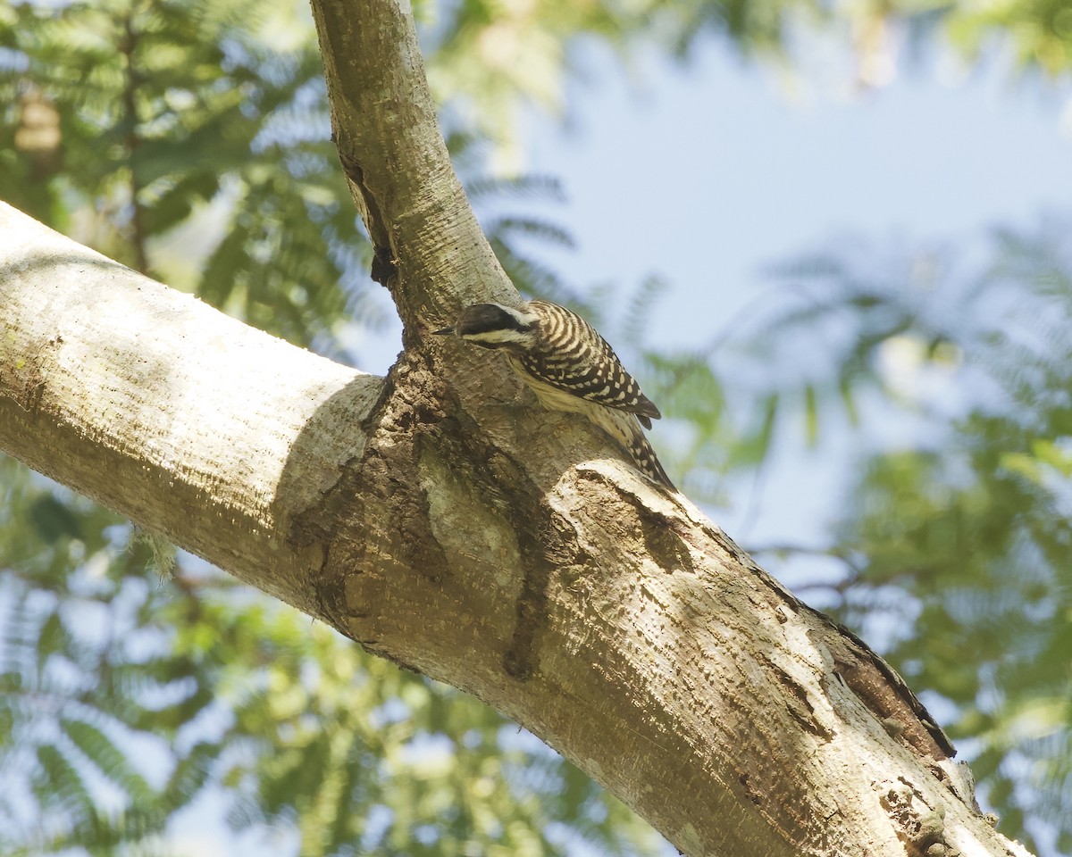 Sunda Pygmy Woodpecker - ML638394575