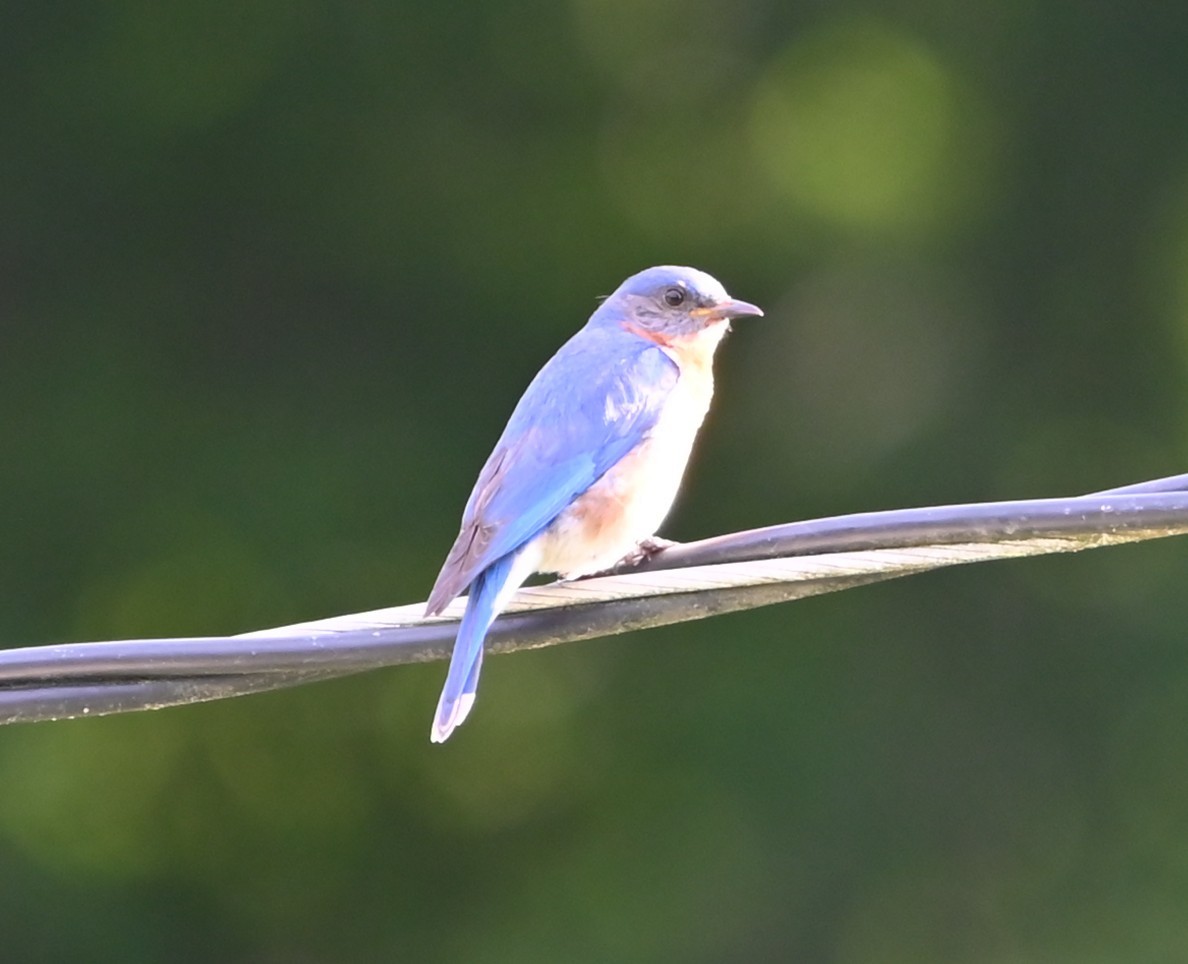 Eastern Bluebird - ML638394623