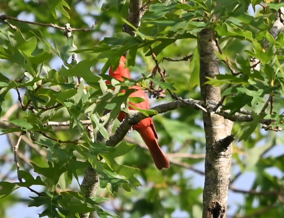 Summer Tanager - ML638394625