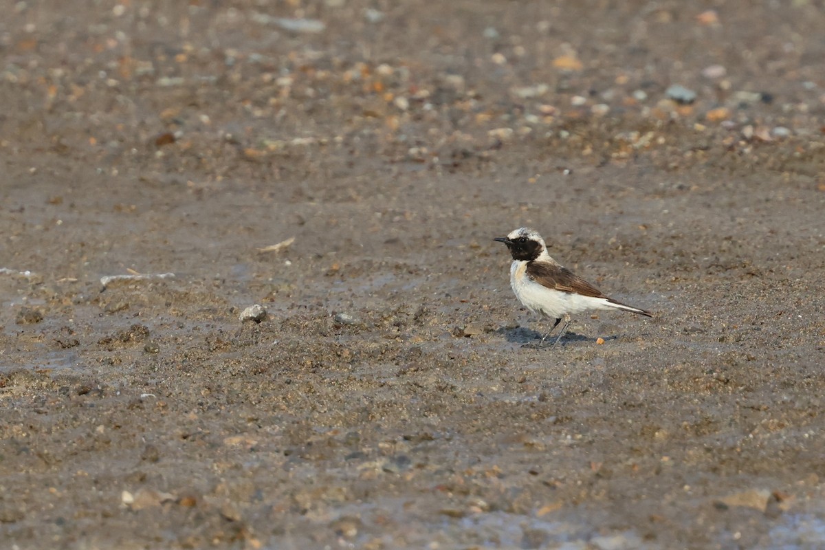 Eastern Black-eared Wheatear - ML638394632