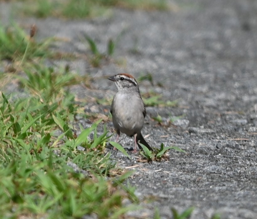 Chipping Sparrow - ML638394656