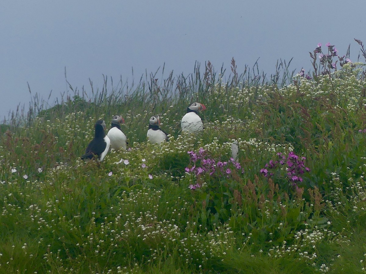 Atlantic Puffin - ML638394657
