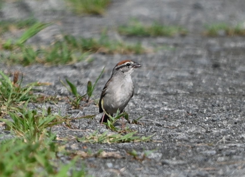 Chipping Sparrow - ML638394658