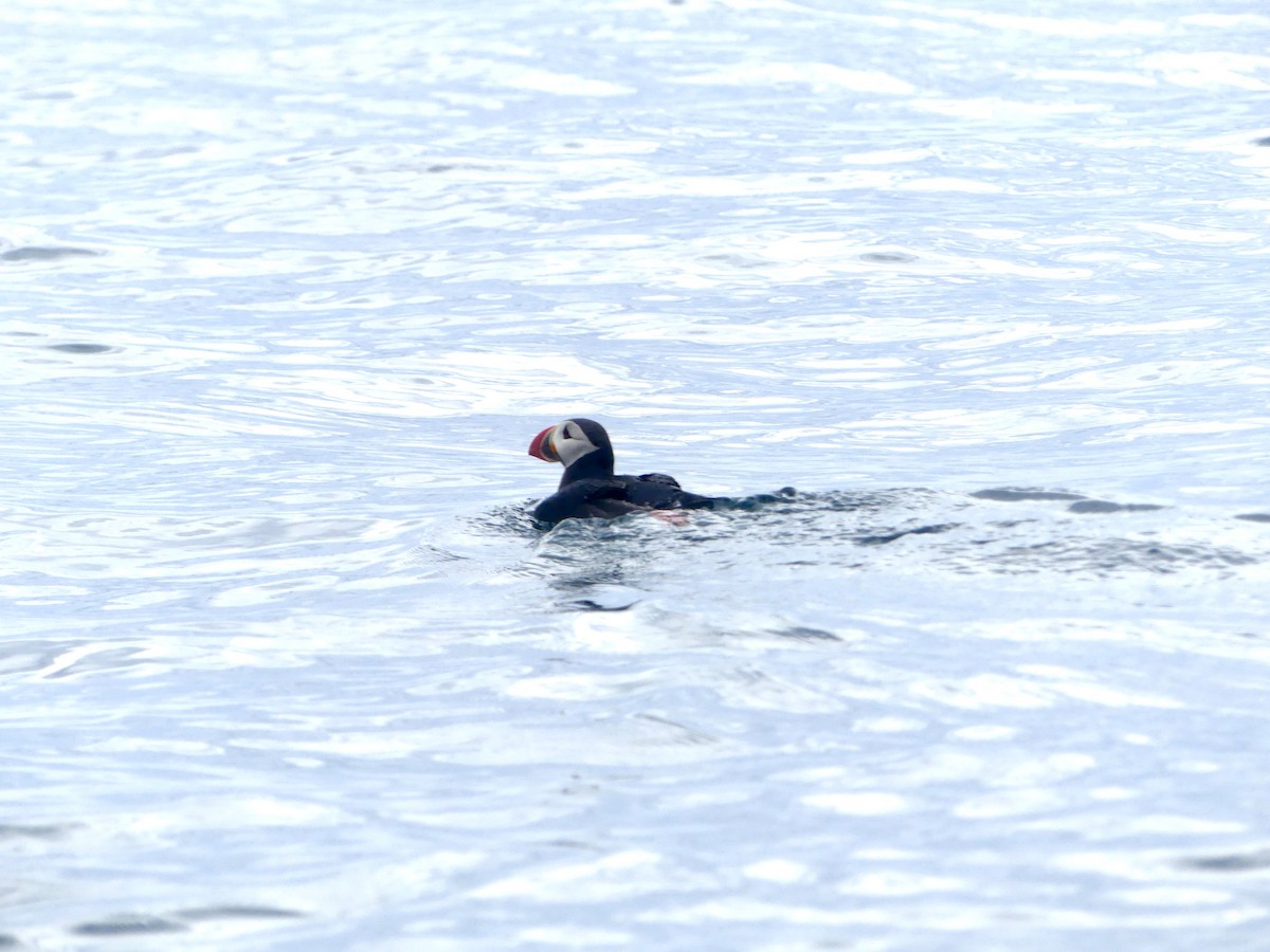Atlantic Puffin - ML638394661