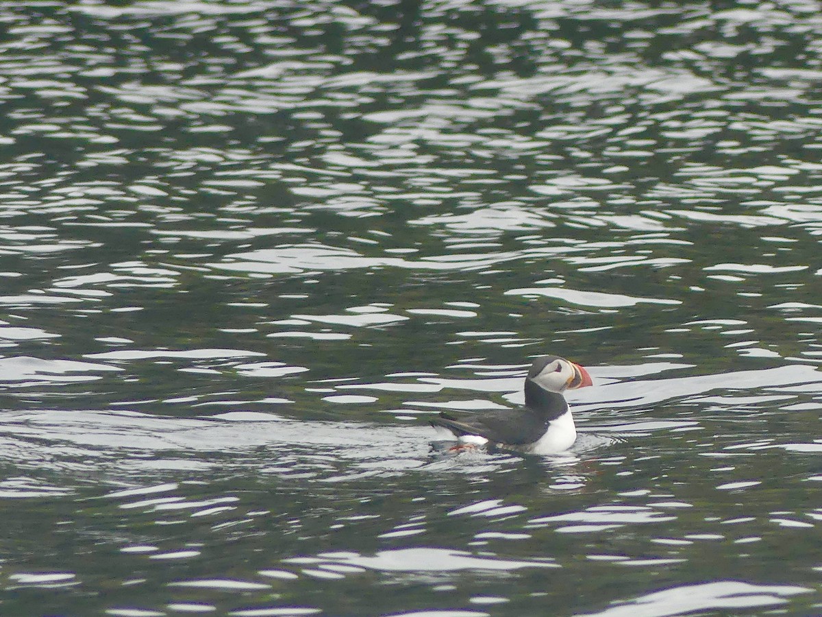 Atlantic Puffin - ML638394665