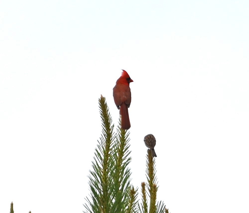 Northern Cardinal - ML638394679