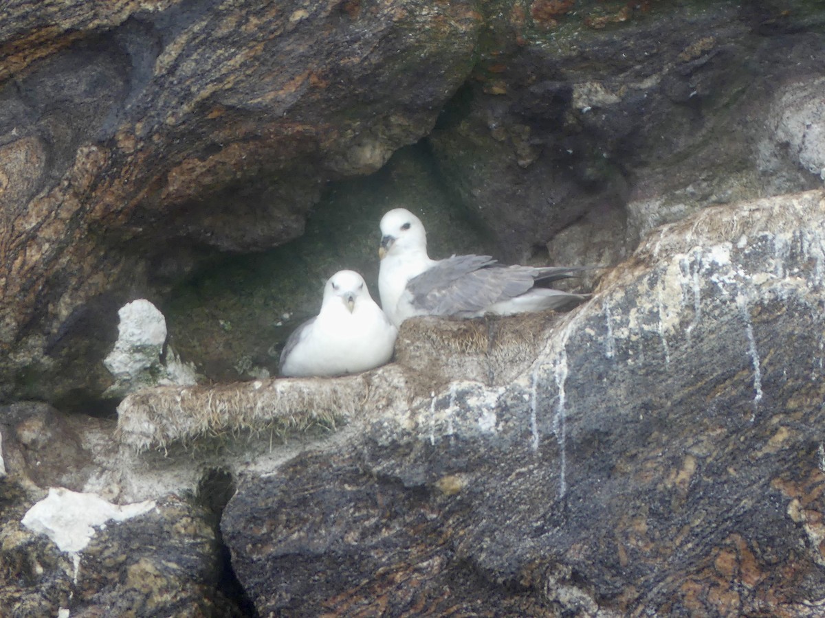 Northern Fulmar - ML638394681